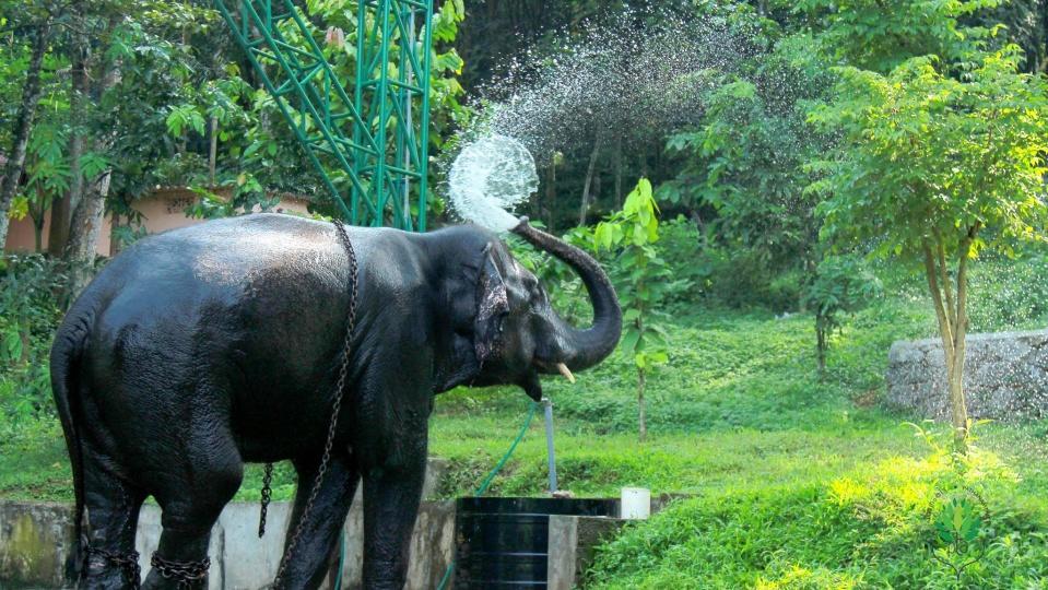 Swasthi Griha Villa Aranmula Eksteriør bilde